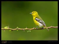 _MG_1583-Common-Iora.jpg