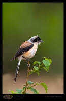 _MG_1857-Bay-Backed-Shrike.jpg