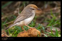 _MG_1900-Rufous-fronted-Prinia.jpg