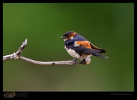 _MG_1637-Red-Rumped-Swallow.jpg