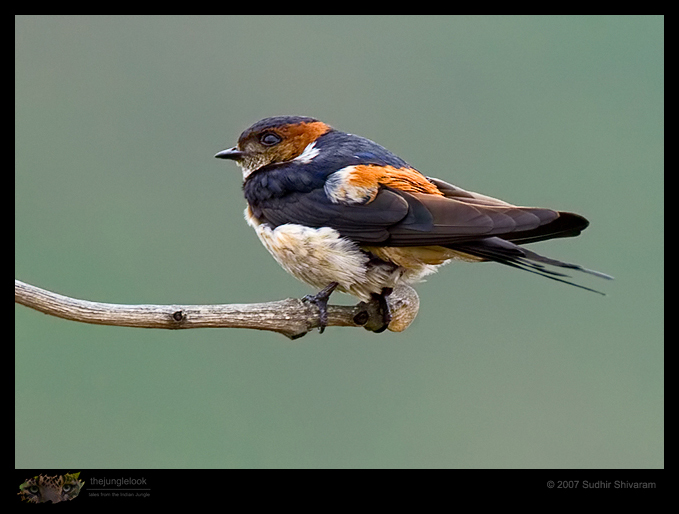 _MG_1639-Red-Rumped-Swallow.jpg