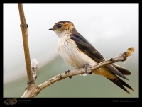 _MG_1642-Red-Rumped-Swallow.jpg