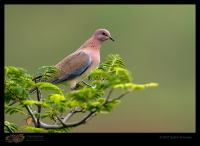 _MG_1716-Laughing-Dove.jpg