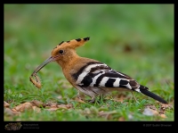 _MG_1777-Common-Hoopoe.jpg