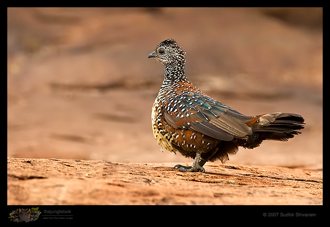 _MG_2165-Painted-Spurfowl.jpg