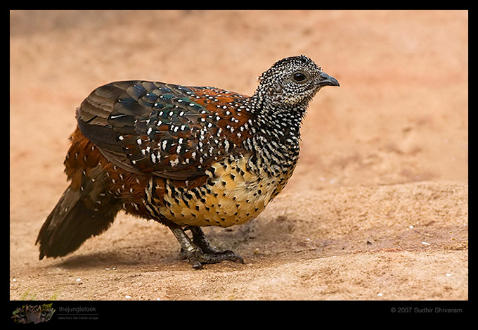 _MG_2519-Painted-Spurfowl.jpg