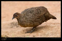 _MG_2528-Painted-Spurfowl-f.jpg