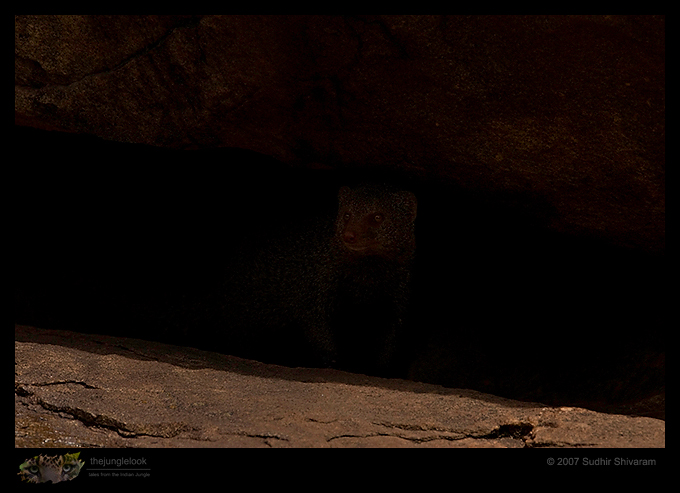 _MG_2332-Ruddy-Mongoose.jpg