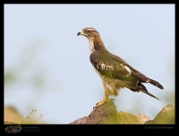 _MG_2774-Oriental-Honey-Buzzard.jpg