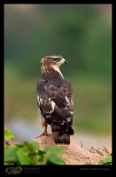 _MG_2805-Oriental-Honey-Buzzard.jpg