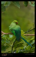 _MG_2888-Rose-Ringed-Parakeet.jpg