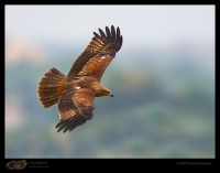 _MG_4338-Brahminy-Kite.jpg