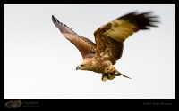 _MG_4030-Brahminy-Kite-Juvenile.jpg