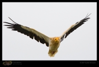 _MG_4407-Egyptian-Vulture.jpg