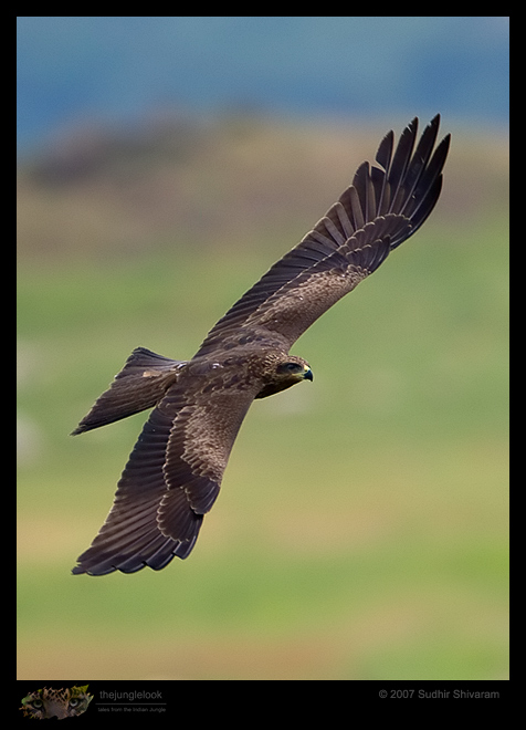 _MG_4408-Black-Kite.jpg