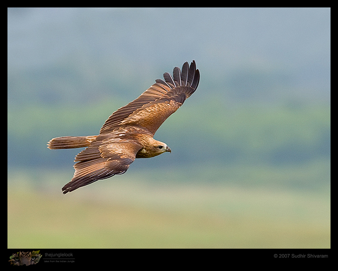 _MG_4140-Brahminy-Kite-Juvenile.jpg