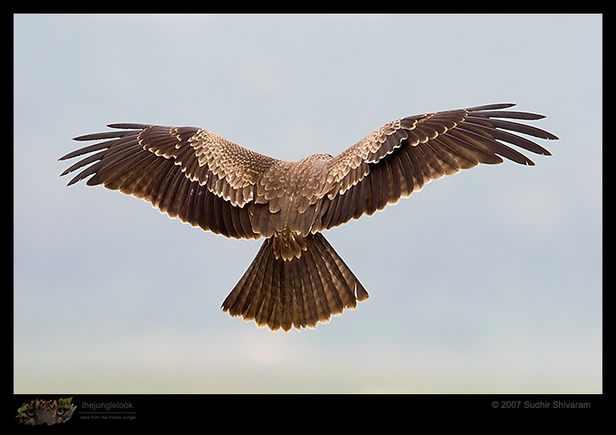 _MG_4333-Brahminy-Kite.jpg