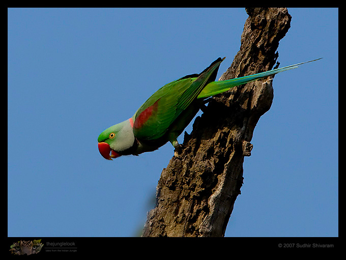 _MG_6371-Alexandrine-Parakeet.jpg