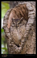 _MG_6061-Eurasian-Scops-Owl.jpg