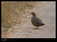 _MG_6082-Painted-Francolin.jpg