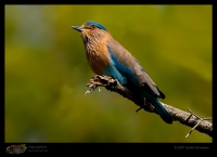 _MG_6538-Indian-Roller.jpg