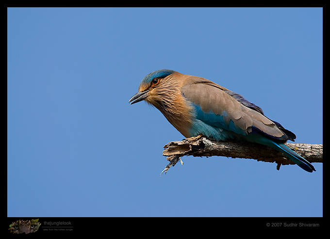 _MG_6544-Indian-Roller.jpg