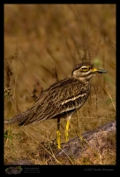 _MG_6387-Eurasian-Thick-Knee.jpg