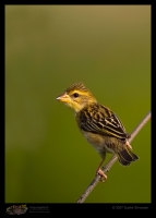 _MG_1350-Baya-Weaver.jpg