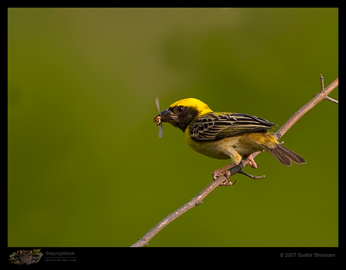 _MG_1360-Baya-Weaver.jpg