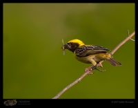 _MG_1360-Baya-Weaver.jpg