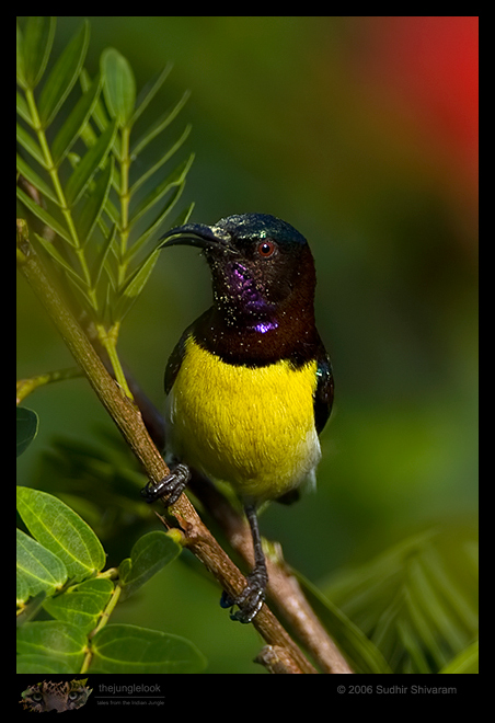 _MG_4038-Purple-Rumped-Sunbird.jpg