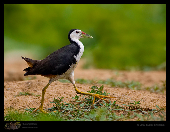 _MG_3622-White-Breasted-Waterhen.jpg