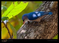 _MG_6876-Velvet-fronted-Nuthatch.jpg