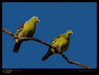 _MG_6951-Pompadour-Green-Pigeon.jpg