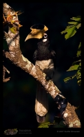 _MG_6930-Malabar-Pied-Hornbill.jpg