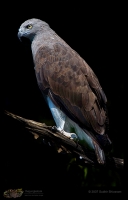 _MG_7408-Lesser-Fish-Eagle.jpg