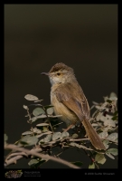 _MG_7875-Plain-Prinia.jpg