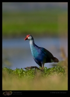 _MG_7911-Purple-Swamphen.jpg