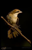 _MG_8812-Brown-Shrike.jpg