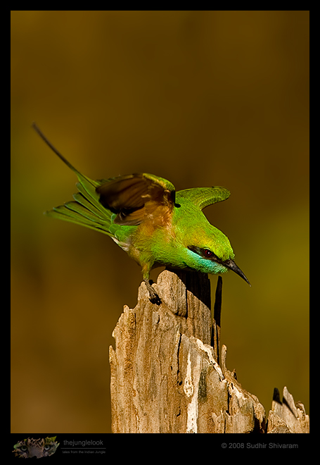 _MG_8948-Green-Bee-Eater.jpg