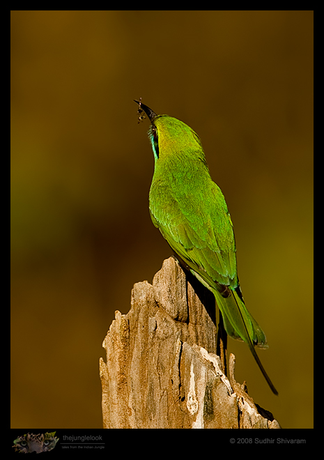 _MG_8988-Green-Bee-Eater.jpg