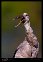 CRW_4389-Open-Billed-Stork.jpg