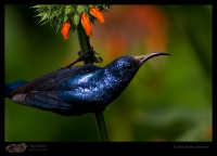 CRW_2060-Purple-Sunbird.jpg