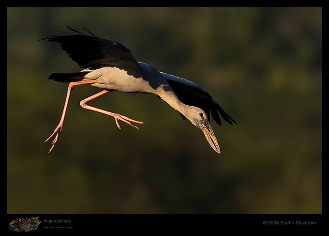 _MG_0549-Asian-Openbill.jpg