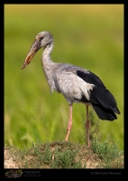 _MG_9646-Asian-Openbill.jpg