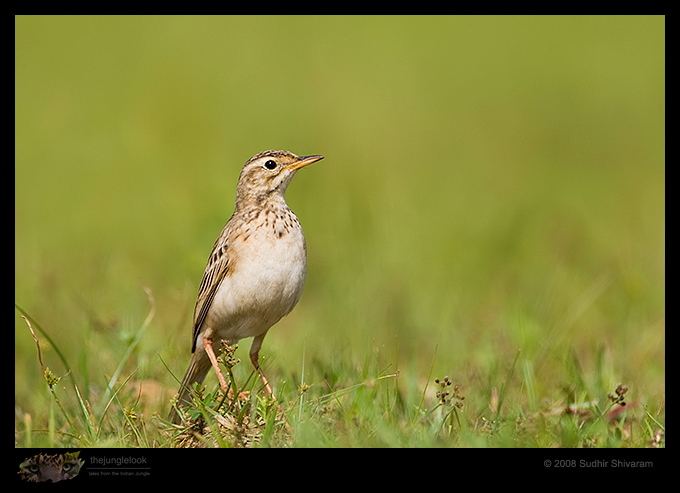 _MG_9842-Paddyfiled-Pipit.jpg