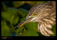 _MG_0824-Pond-Heron.jpg