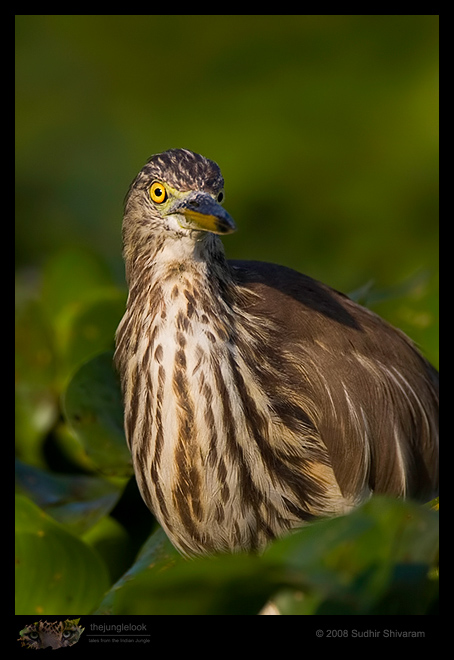 _MG_0831-Pond-Heron.jpg