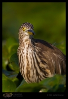 _MG_0831-Pond-Heron.jpg