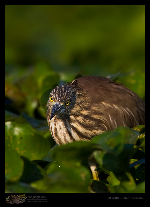 _MG_0843-Pond-Heron.jpg